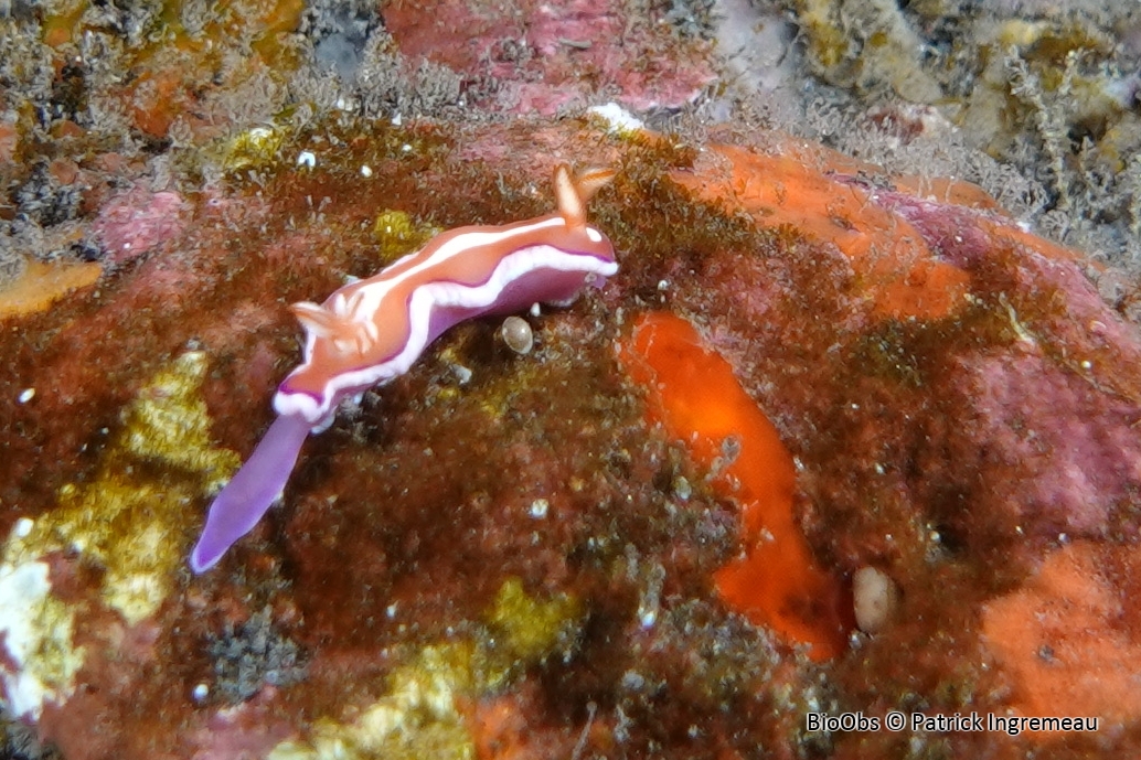 Verconie fluctuante - Verconia varians - Patrick Ingremeau - BioObs