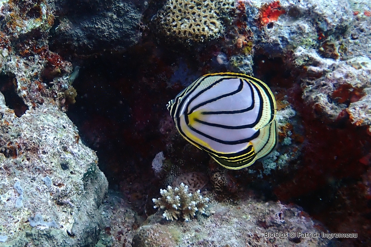 Poisson-papillon de Meyer - Chaetodon meyeri - Patrick Ingremeau - BioObs