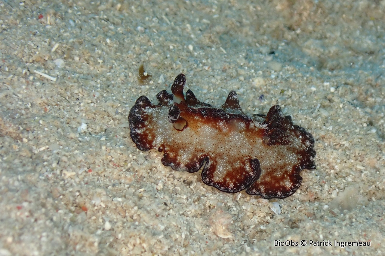 Doris de Bohol - Discodoris boholiensis - Patrick Ingremeau - BioObs