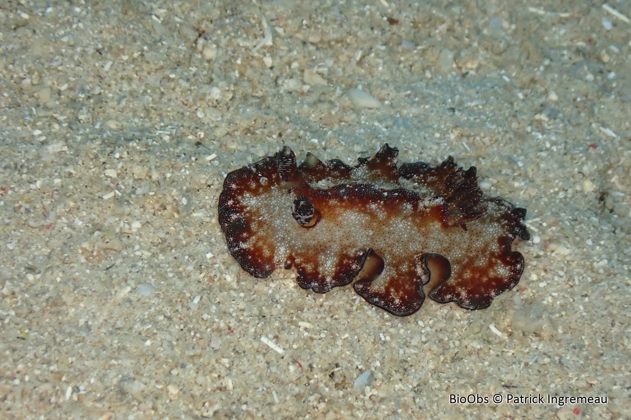 Doris de Bohol - Discodoris boholiensis - Patrick Ingremeau - BioObs