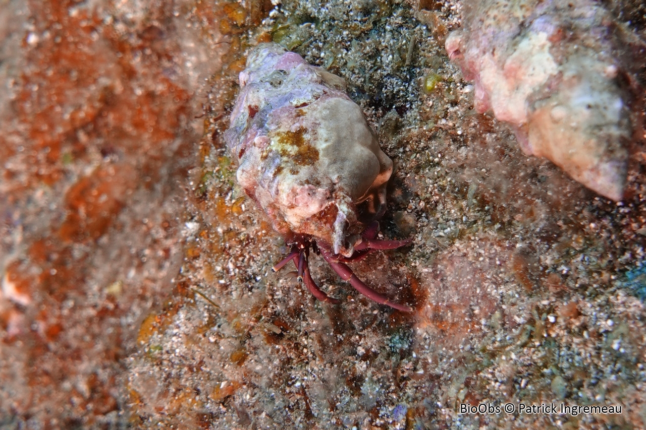 Calcinus rosacé - Calcinus rosaceus - Patrick Ingremeau - BioObs