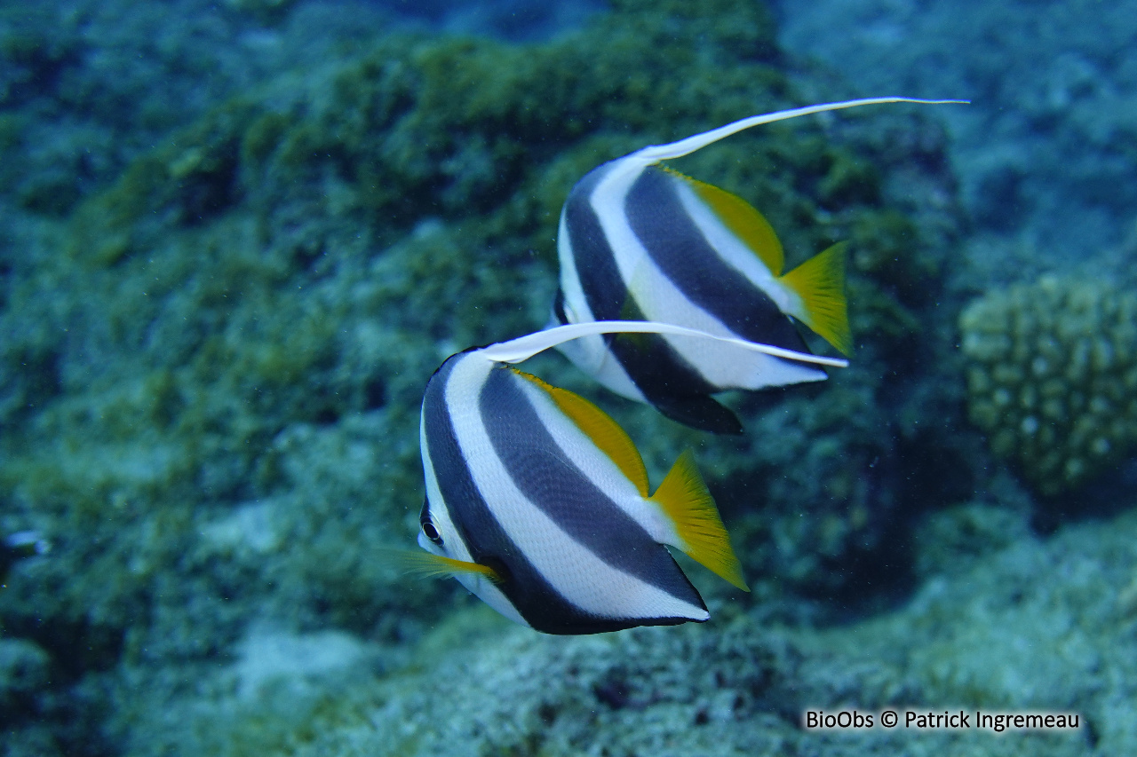 Poisson-cocher grégaire - Heniochus diphreutes - Patrick Ingremeau - BioObs