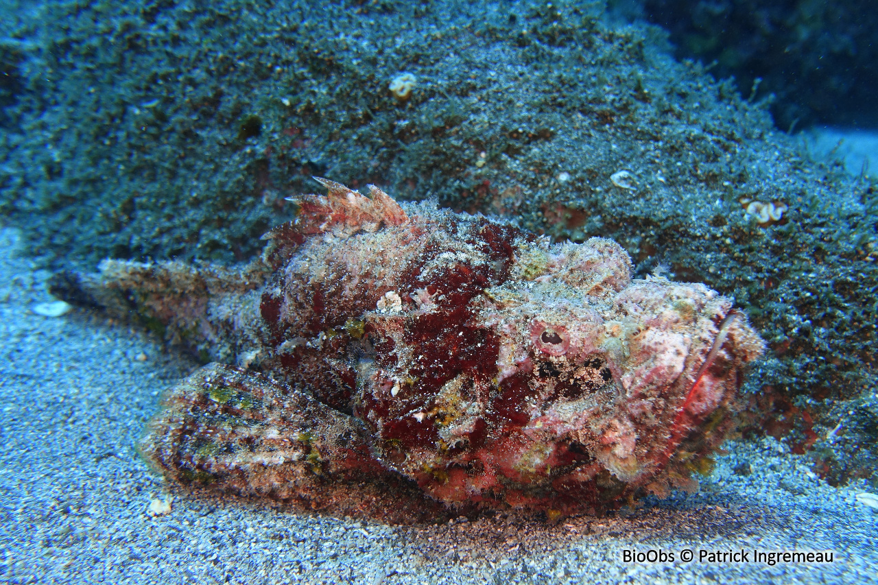 Poisson-scorpion diable - Scorpaenopsis diabolus - Patrick Ingremeau - BioObs