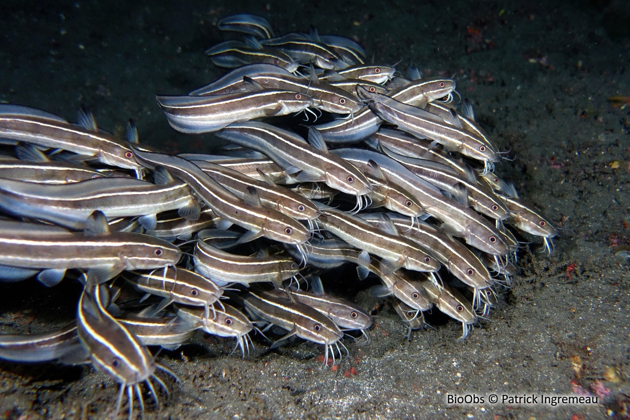 Poisson-chat rayé - Plotosus lineatus - Patrick Ingremeau - BioObs