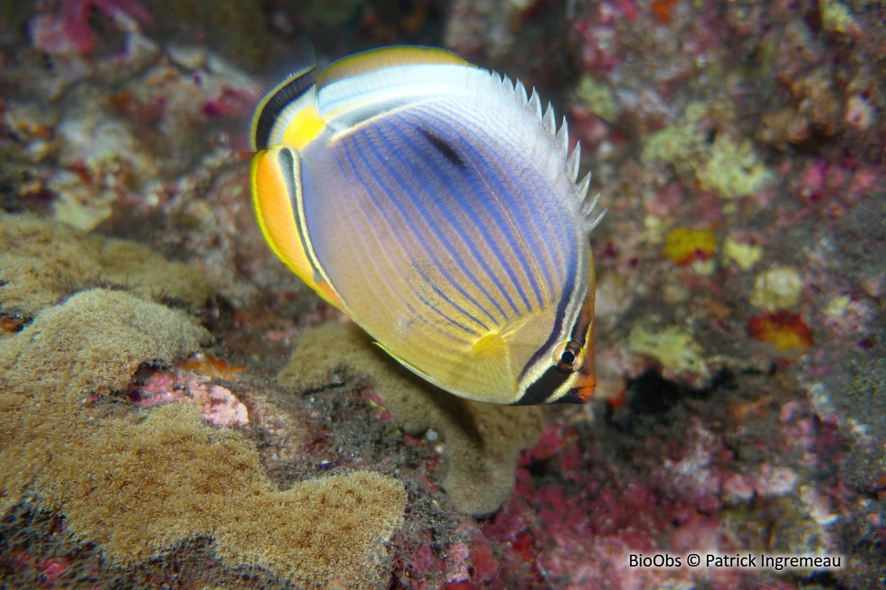 Poisson-papillon côtelé indien - Chaetodon trifasciatus - Patrick Ingremeau - BioObs