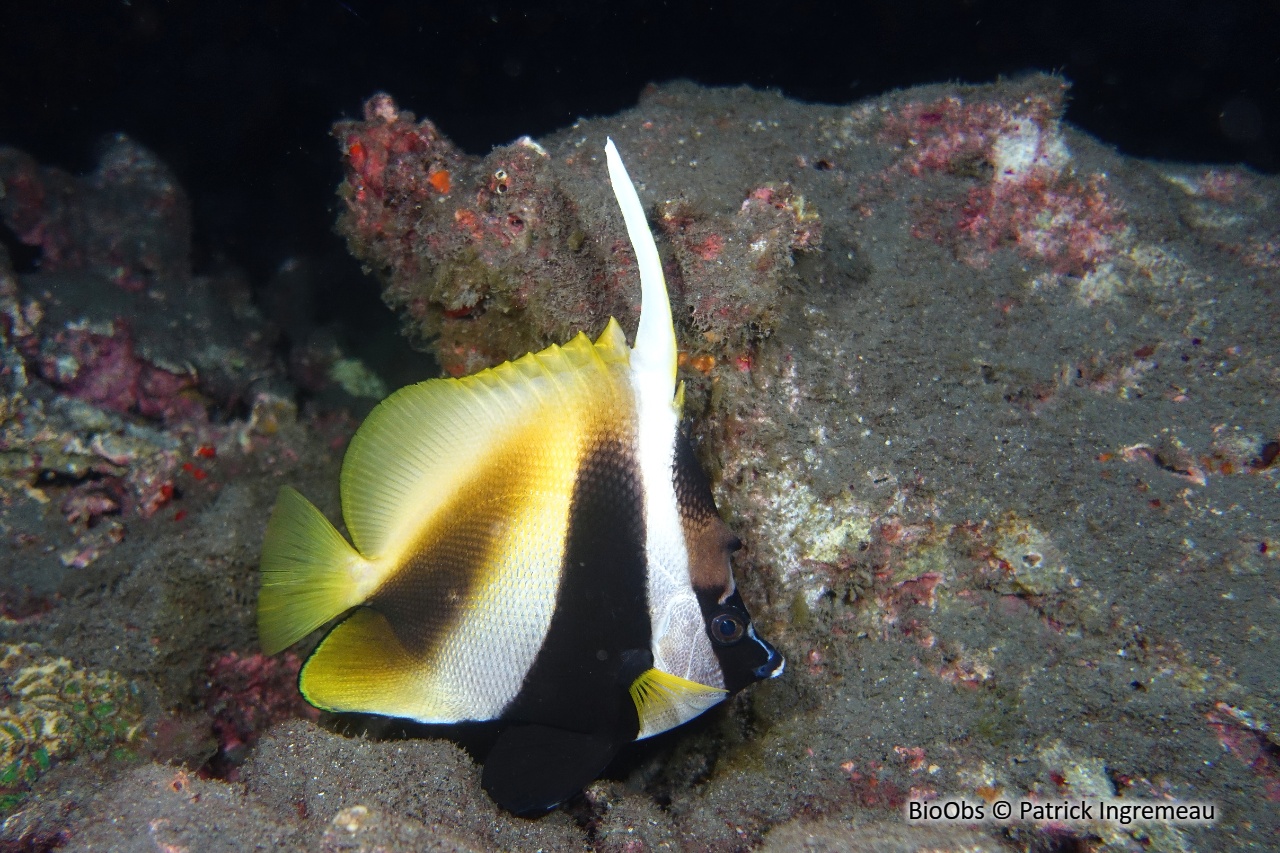 Poisson-cocher masqué - Heniochus monoceros - Patrick Ingremeau - BioObs