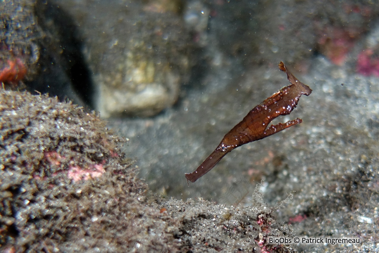 Poisson-fantôme robuste - Solenostomus cyanopterus - Patrick Ingremeau - BioObs