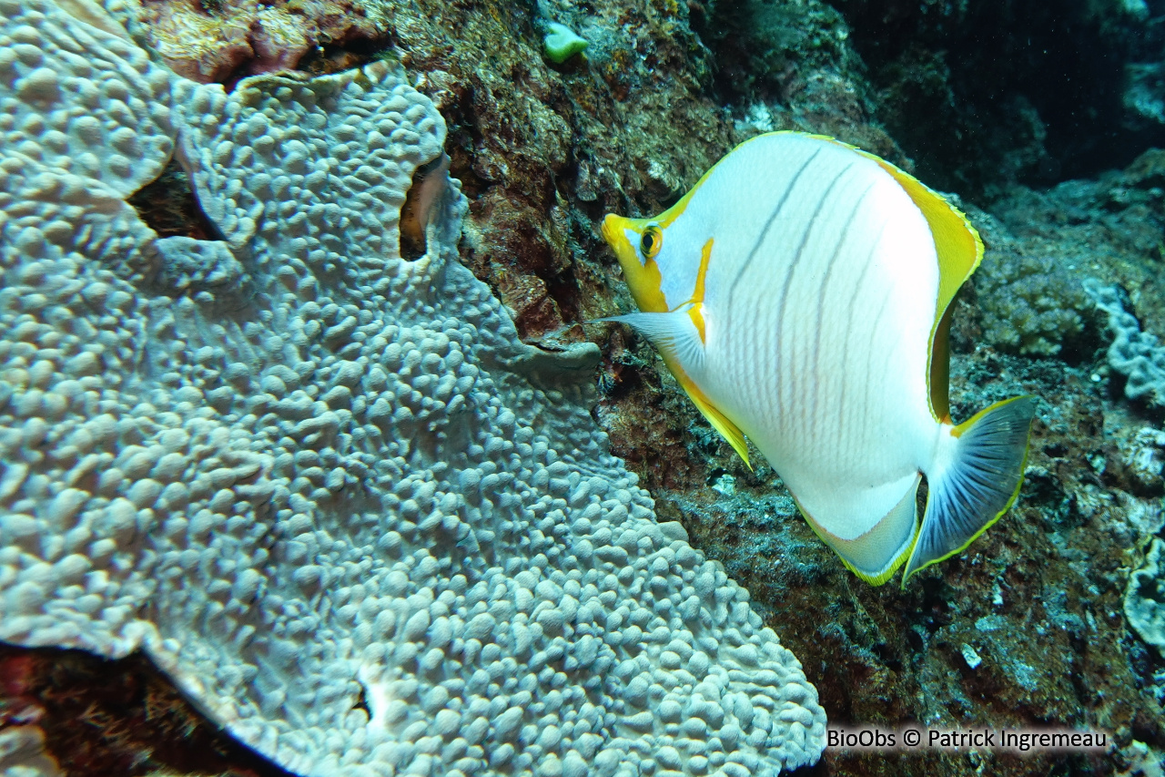 Poisson-papillon à tête jaune - Chaetodon xanthocephalus - Patrick Ingremeau - BioObs
