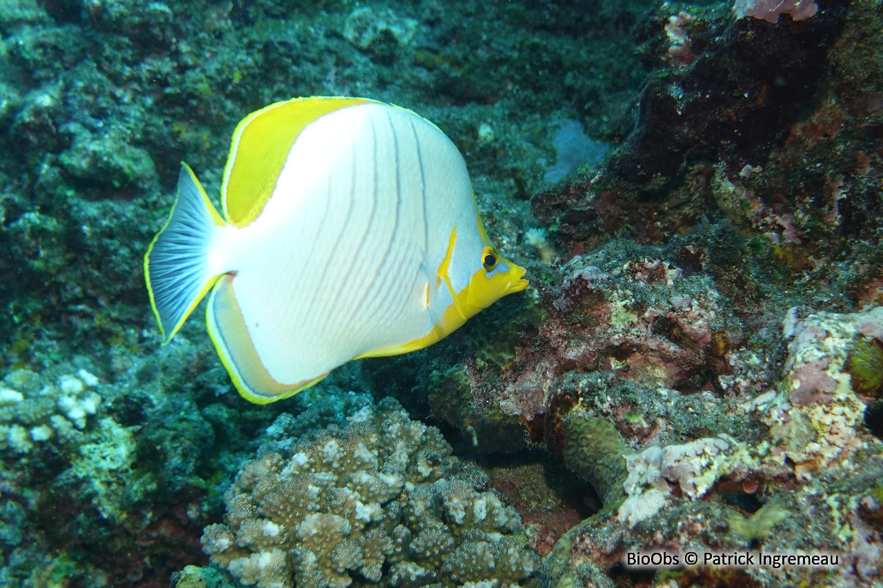 Poisson-papillon à tête jaune - Chaetodon xanthocephalus - Patrick Ingremeau - BioObs