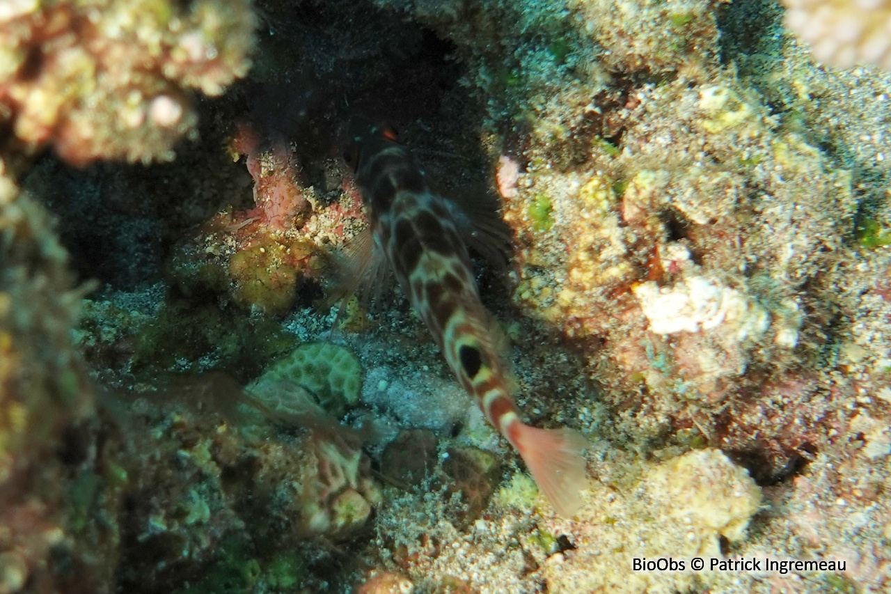 Poisson-faucon à deux taches - Amblycirrhitus bimacula - Patrick Ingremeau - BioObs