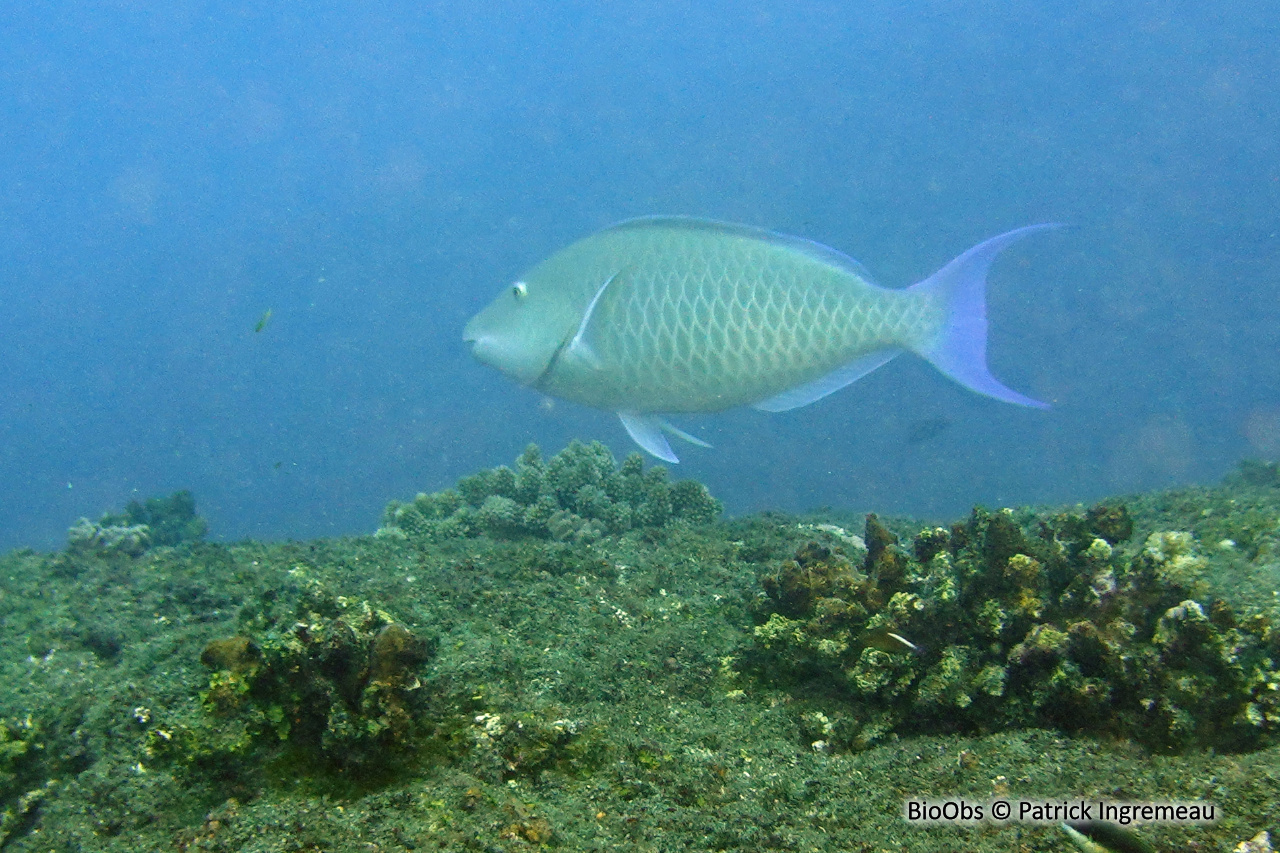 Poisson perroquet à nez long - Hipposcarus harid - Patrick Ingremeau - BioObs