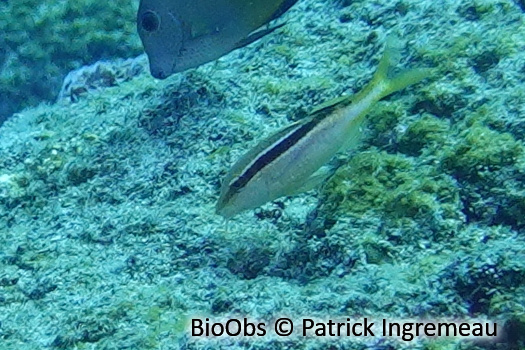 Capucin de Guezé - Parupeneus diagonalis - Patrick Ingremeau - BioObs