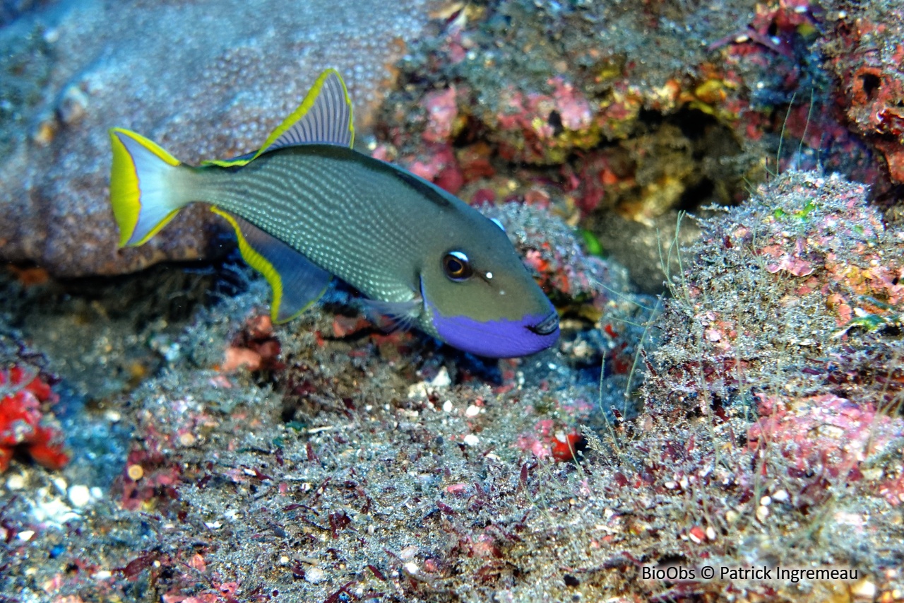 Baliste à bordures dorées - Xanthichthys auromarginatus - Patrick Ingremeau - BioObs