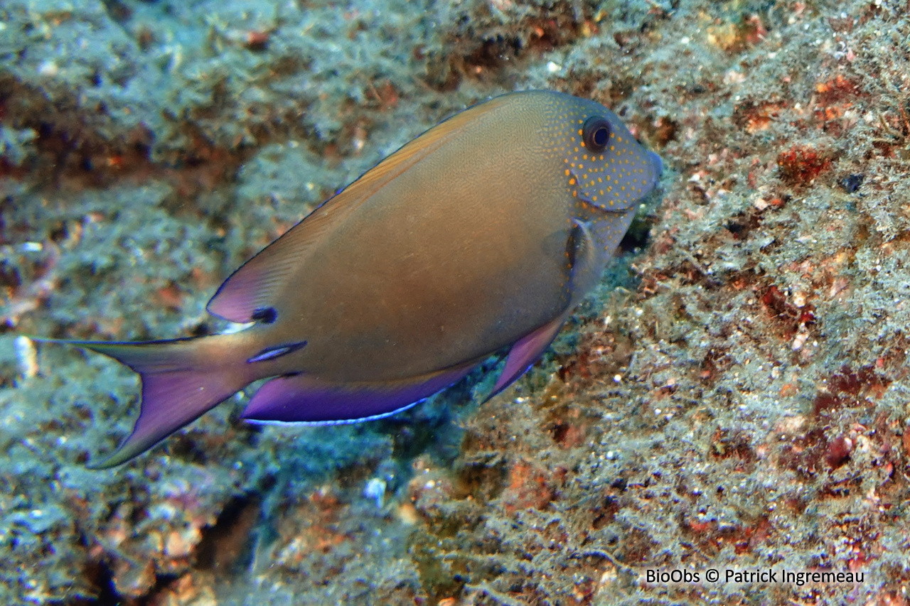 Chirurgien brun-noir - Acanthurus nigrofuscus - Patrick Ingremeau - BioObs