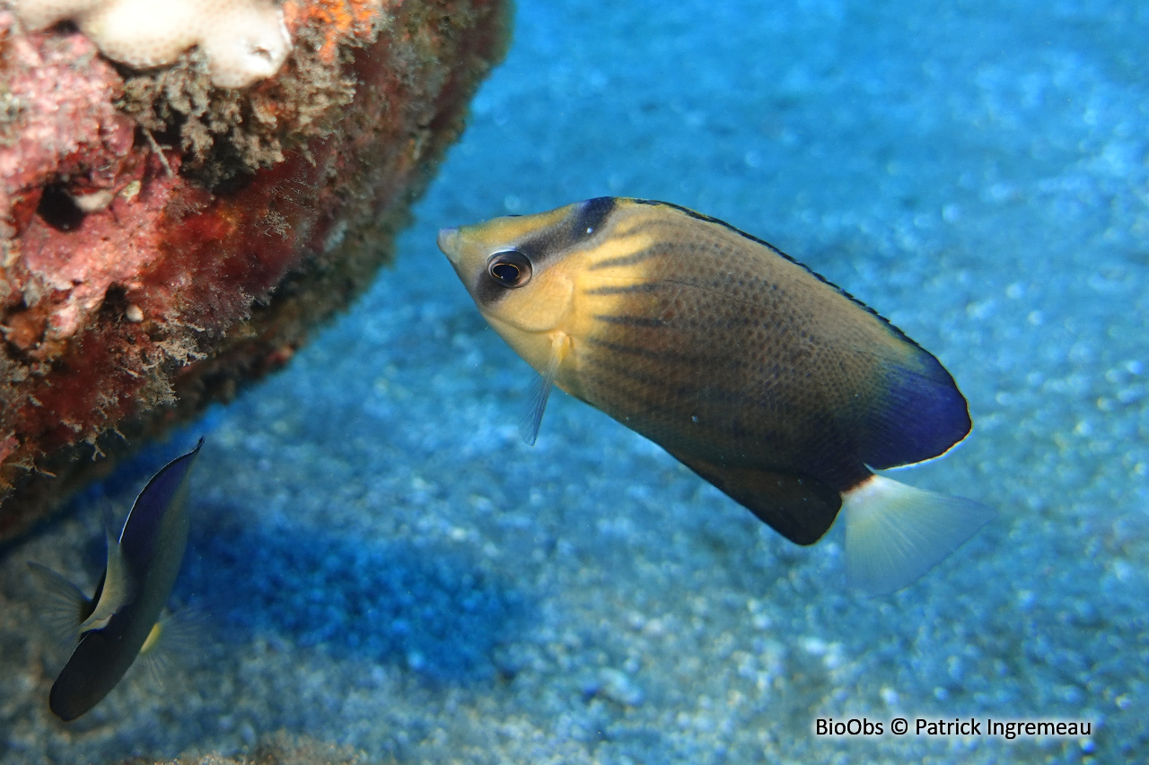 Poisson-papillon de Blackburn - Chaetodon blackburnii - Patrick Ingremeau - BioObs