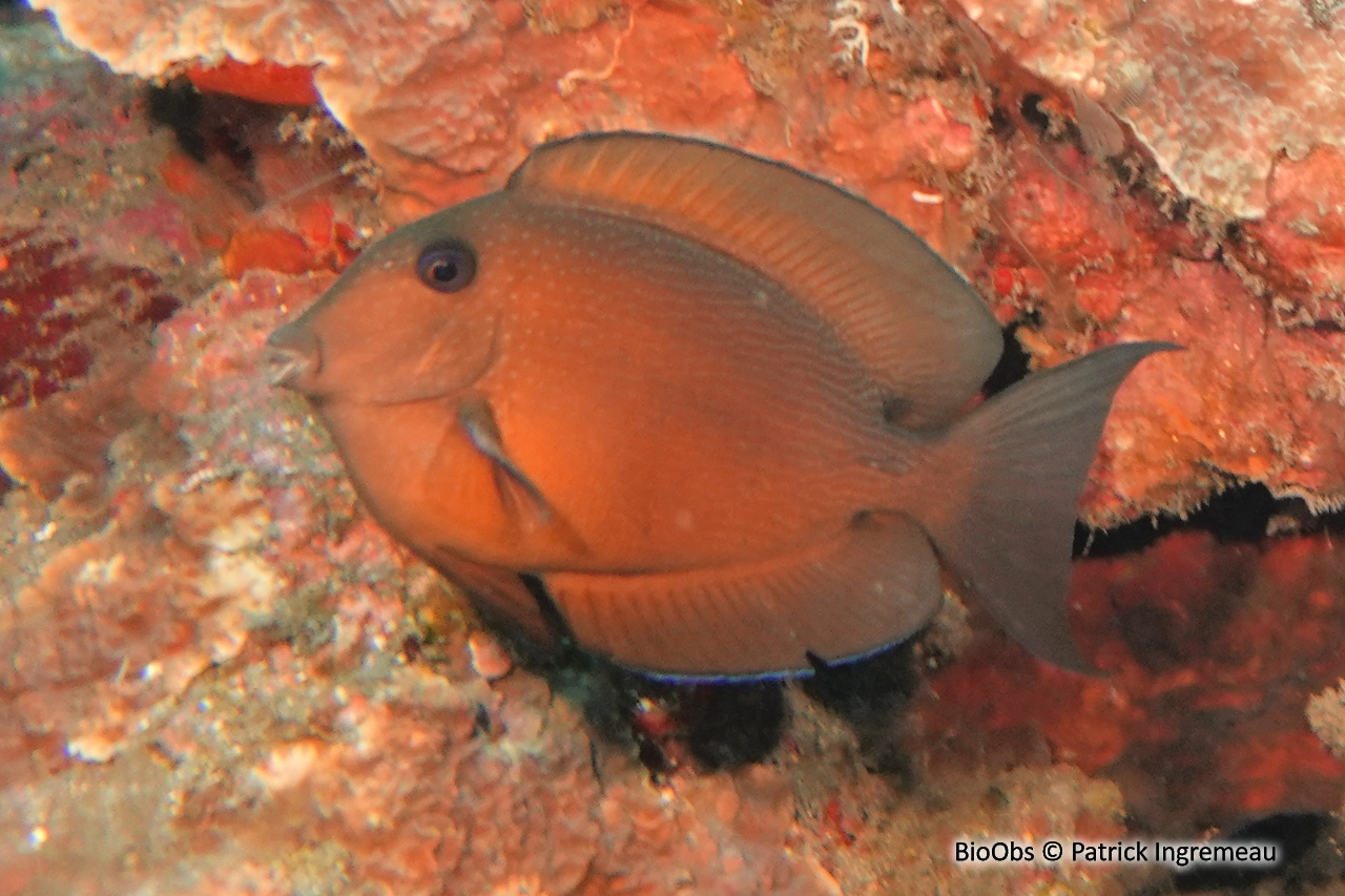 Poisson chirurgien à deux taches - Ctenochaetus binotatus - Patrick Ingremeau - BioObs