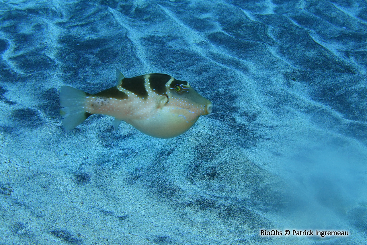 Canthigaster à points bleus - Canthigaster cyanospilota - Patrick Ingremeau - BioObs