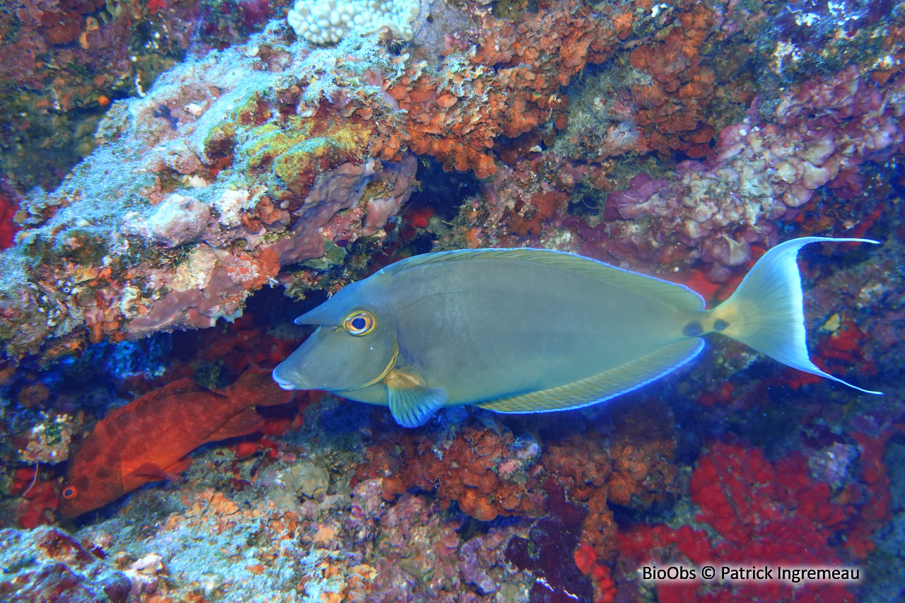 Nason à éperons bleus - Naso unicornis - Patrick Ingremeau - BioObs