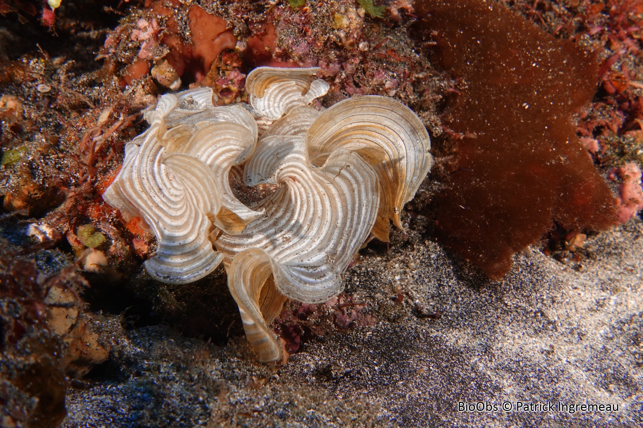 Padine (genre) - Padina - Patrick Ingremeau - BioObs