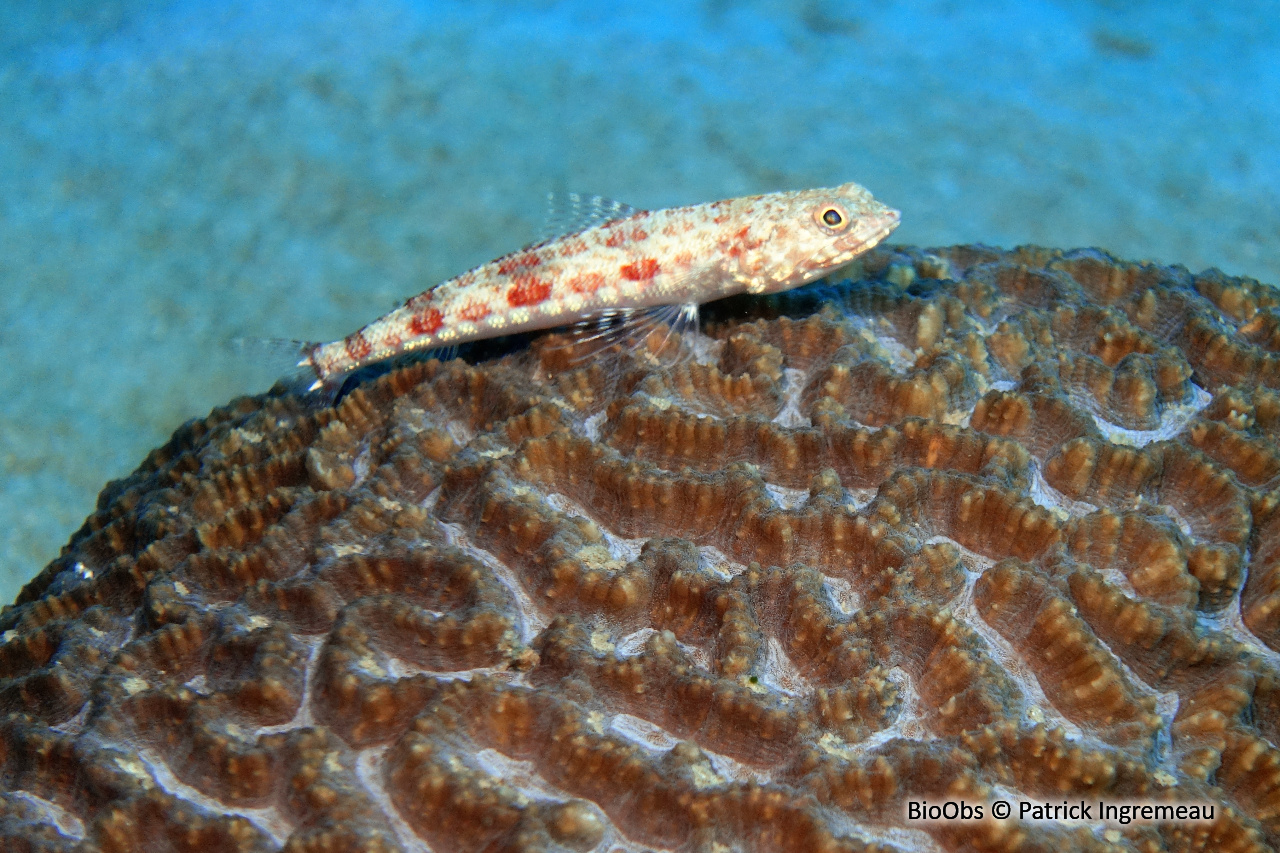 Poisson-lézard tacheté - Synodus variegatus - Patrick Ingremeau - BioObs