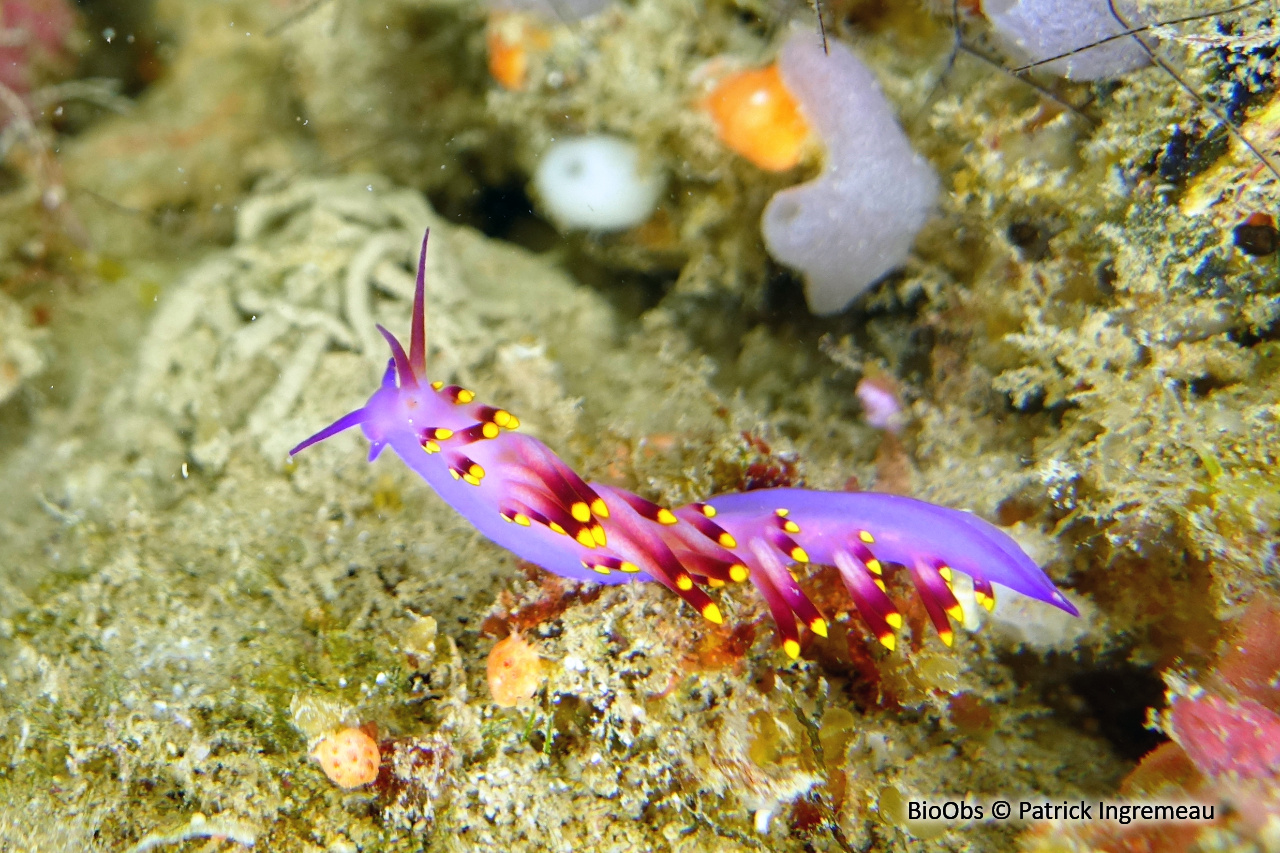 Cuthona du Siboga - Trinchesia sibogae - Patrick Ingremeau - BioObs