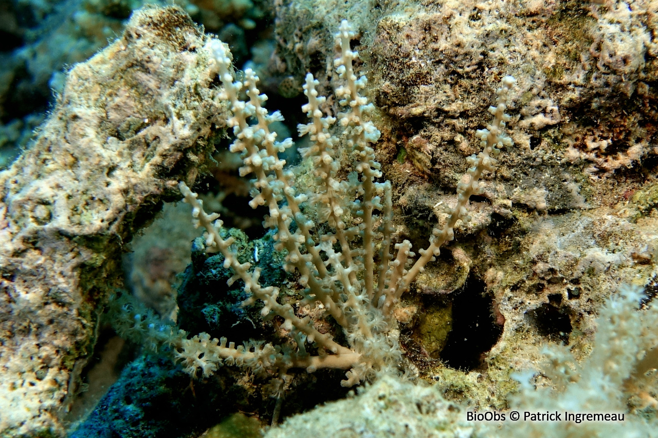 Coelogorgia palmita - Coelogorgia palmita - Patrick Ingremeau - BioObs