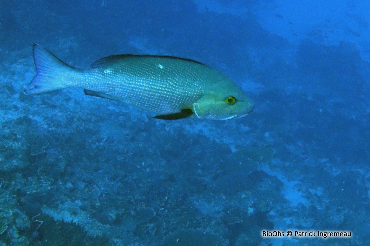 Vivaneau-chien rouge - Lutjanus bohar - Patrick Ingremeau - BioObs