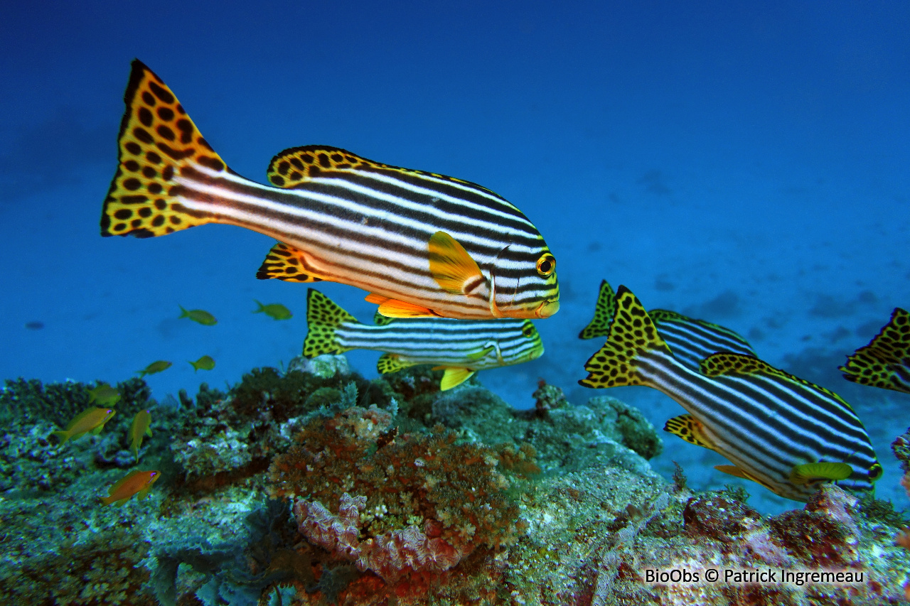 Diagramme oriental - Plectorhinchus vittatus - Patrick Ingremeau - BioObs