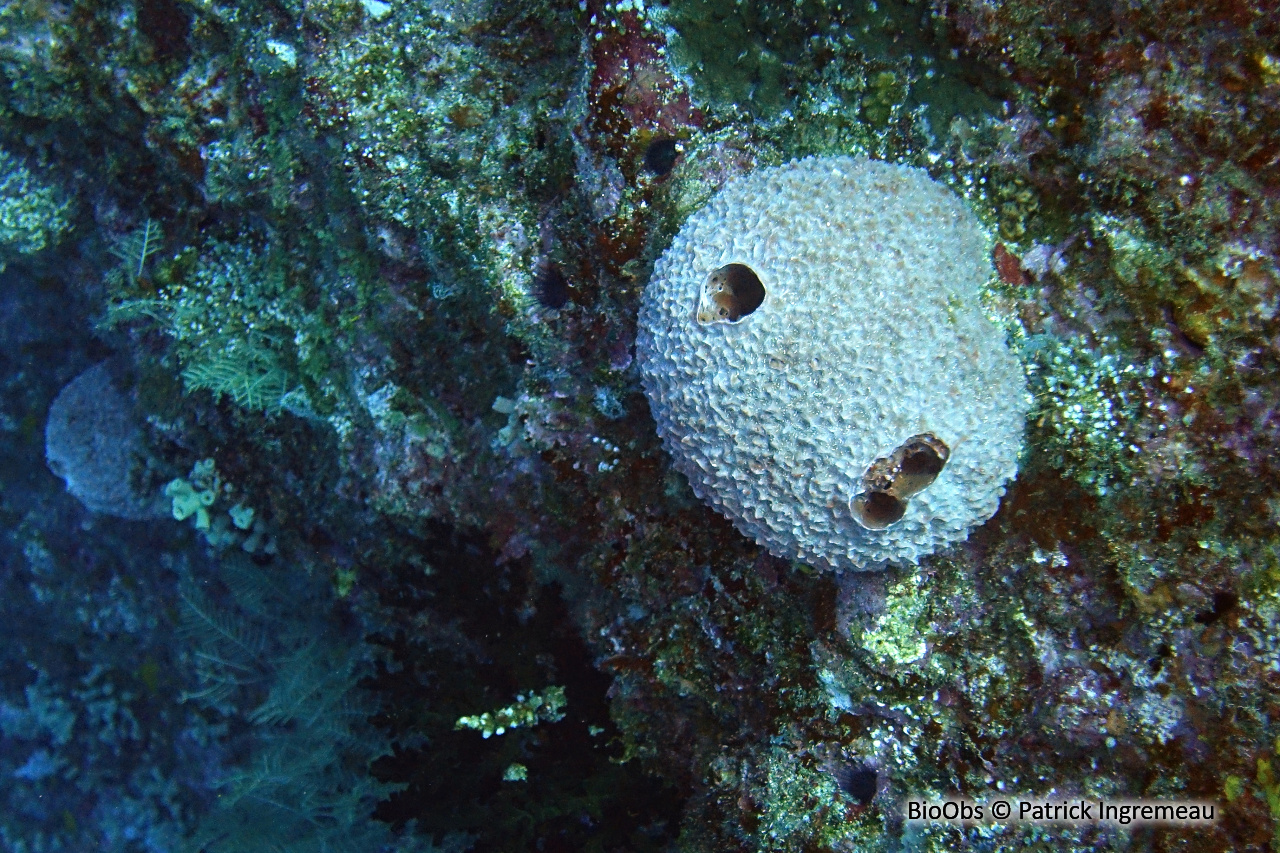 Petrosia sphéroïde - Petrosia (Petrosia) spheroida - Patrick Ingremeau - BioObs