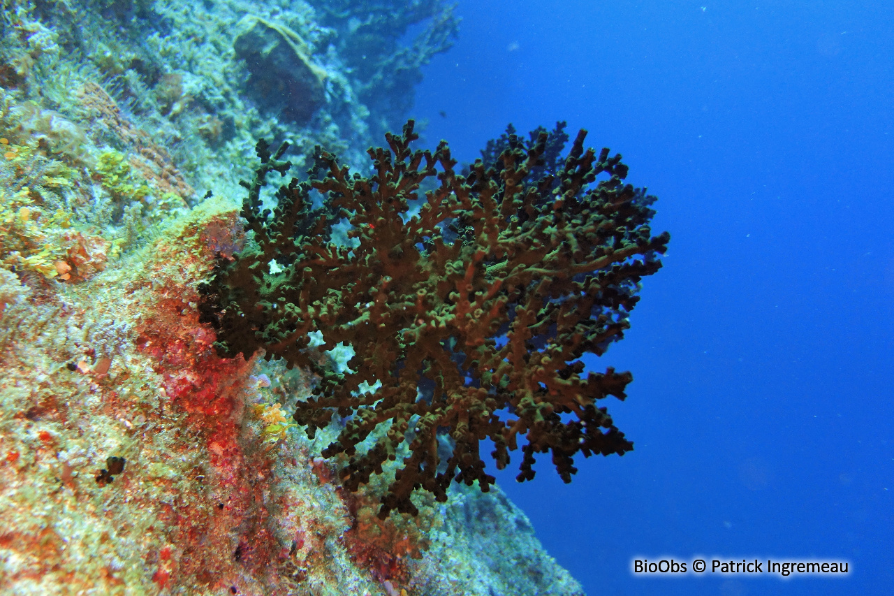 Tubastrée arborescente - Tubastraea micranthus - Patrick Ingremeau - BioObs