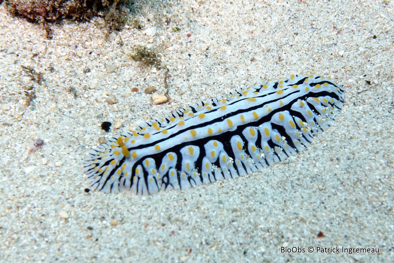 Phyllidie verruqueuse - Phyllidia varicosa - Patrick Ingremeau - BioObs