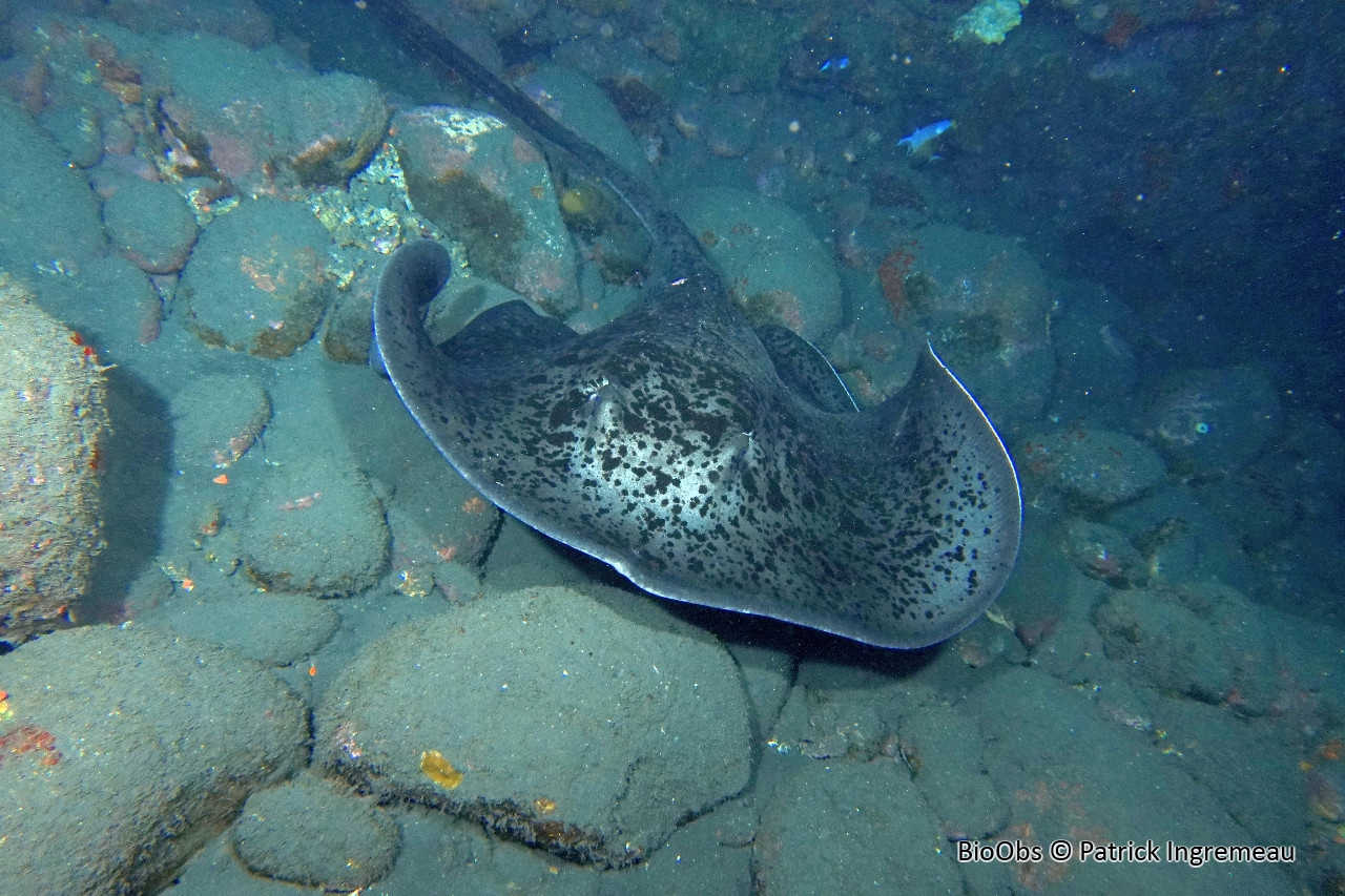 Raie à taches noires - Taeniurops meyeni - Patrick Ingremeau - BioObs