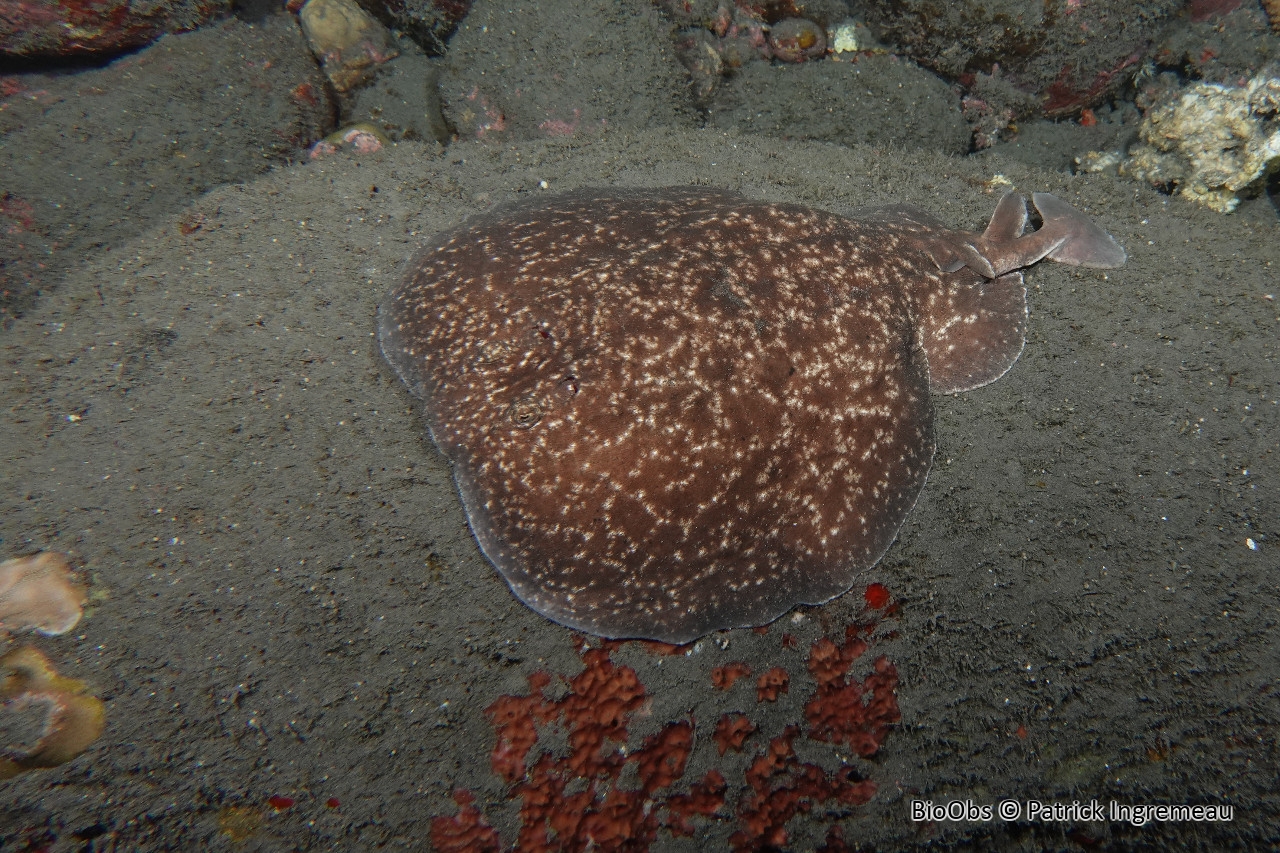 Torpille tachetée - Torpedo fuscomaculata - Patrick Ingremeau - BioObs