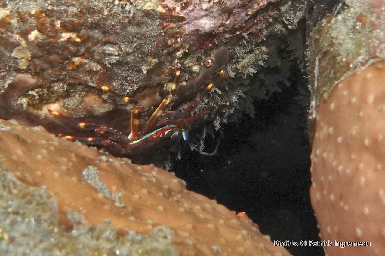 Crabe plat aux yeux rouges - Percnon planissimum - Patrick Ingremeau - BioObs
