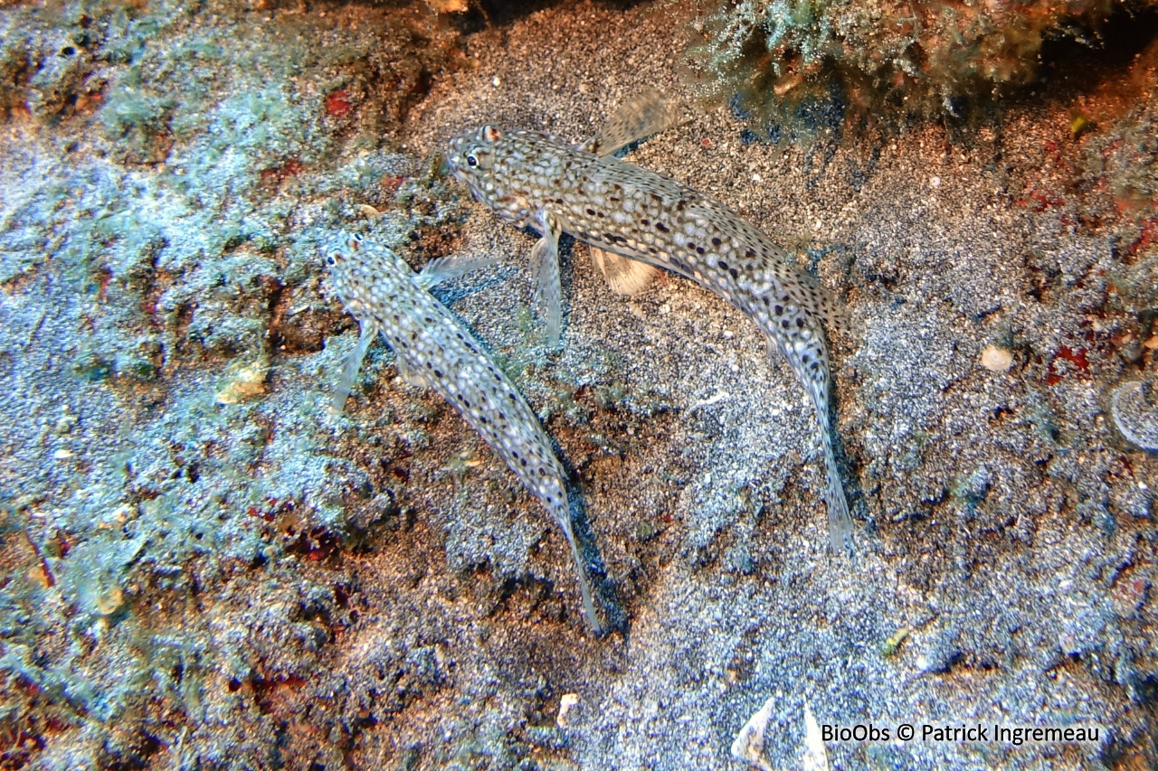 Istigobius décoré - Istigobius decoratus - Patrick Ingremeau - BioObs