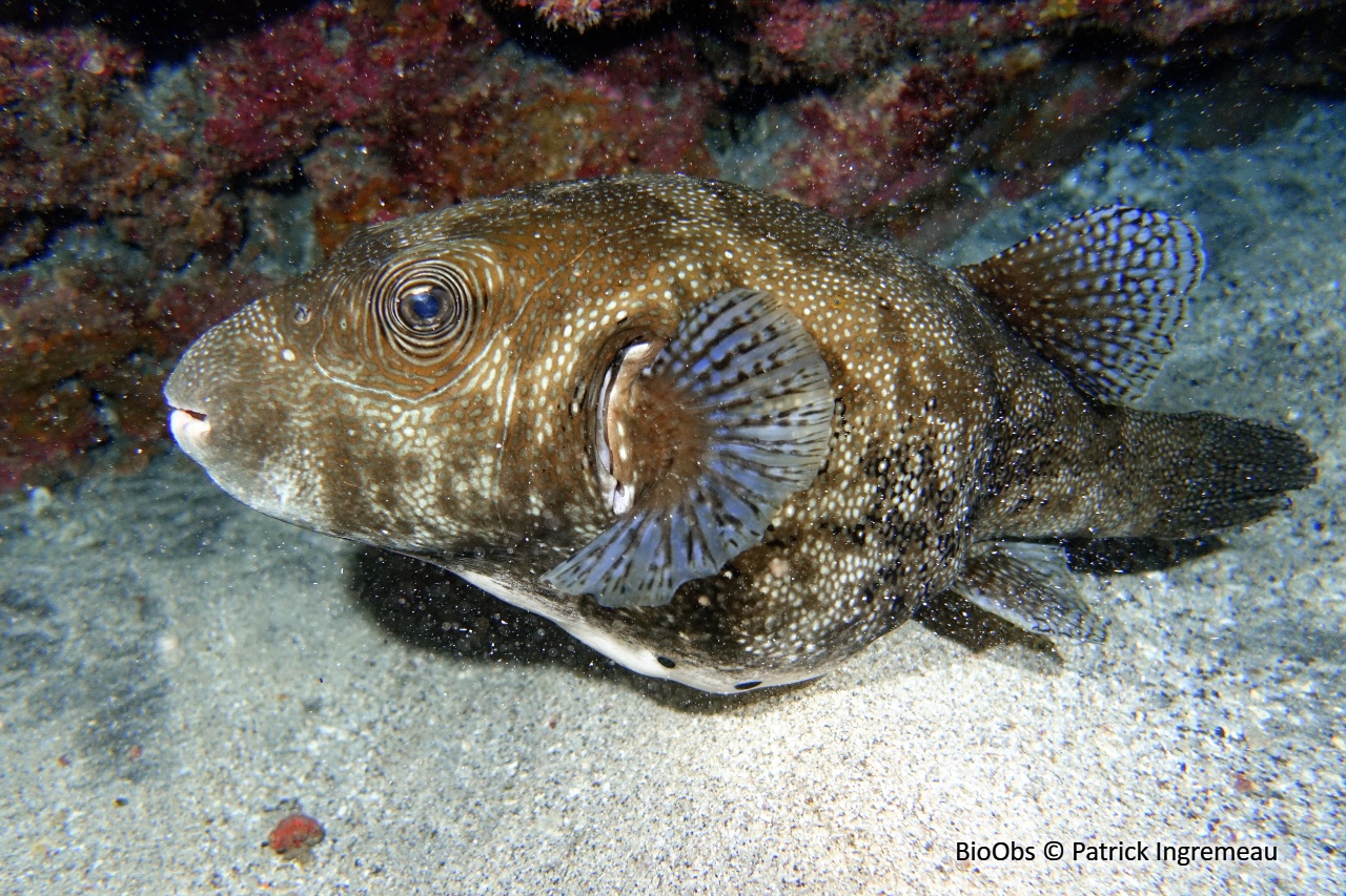 Poisson-ballon à points bleus - Arothron caeruleopunctatus - Patrick Ingremeau - BioObs