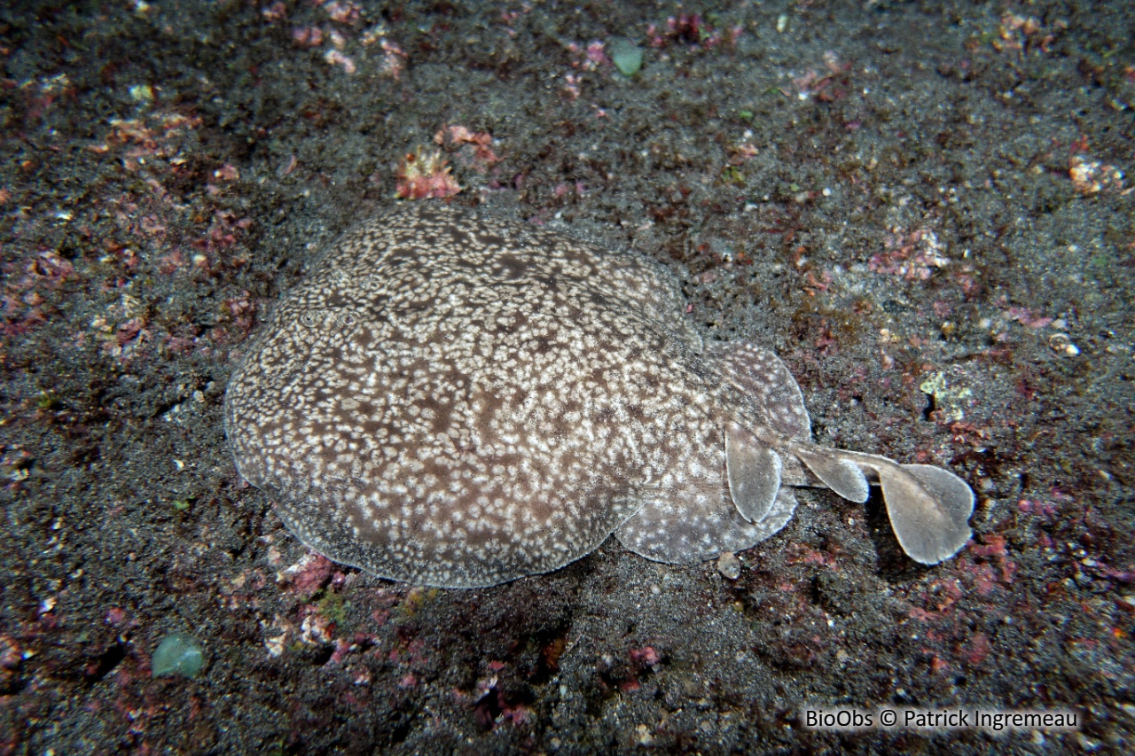 Torpille tachetée - Torpedo fuscomaculata - Patrick Ingremeau - BioObs