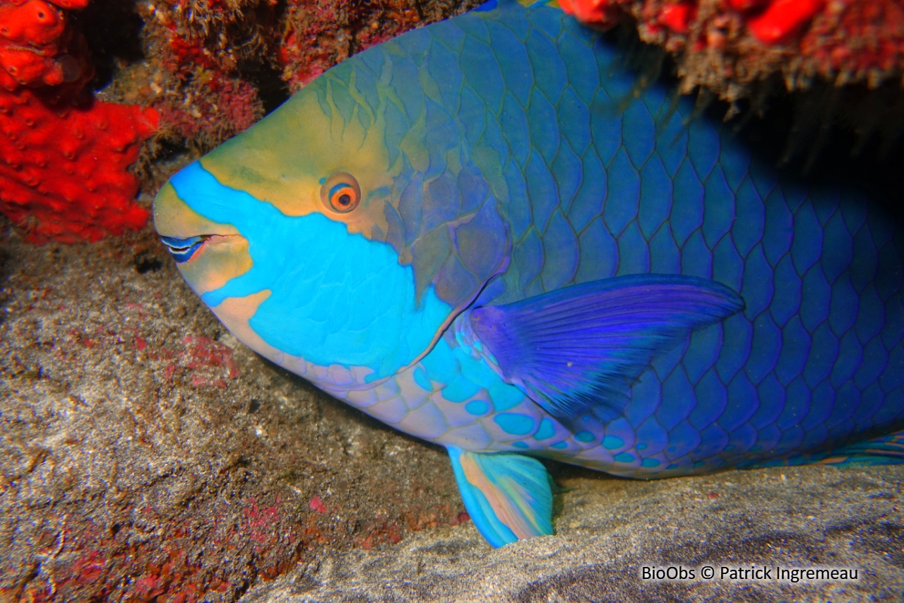 Perroquet faucille - Scarus falcipinnis - Patrick Ingremeau - BioObs