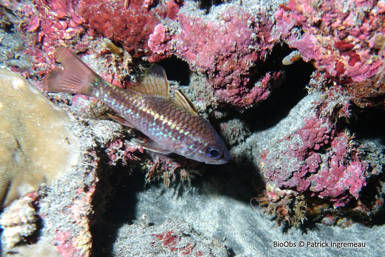 Apogon irisé - Pristiapogon kallopterus - Patrick Ingremeau - BioObs