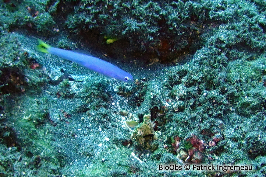 Poisson-fléchette à queue tachée - Ptereleotris heteroptera - Patrick Ingremeau - BioObs