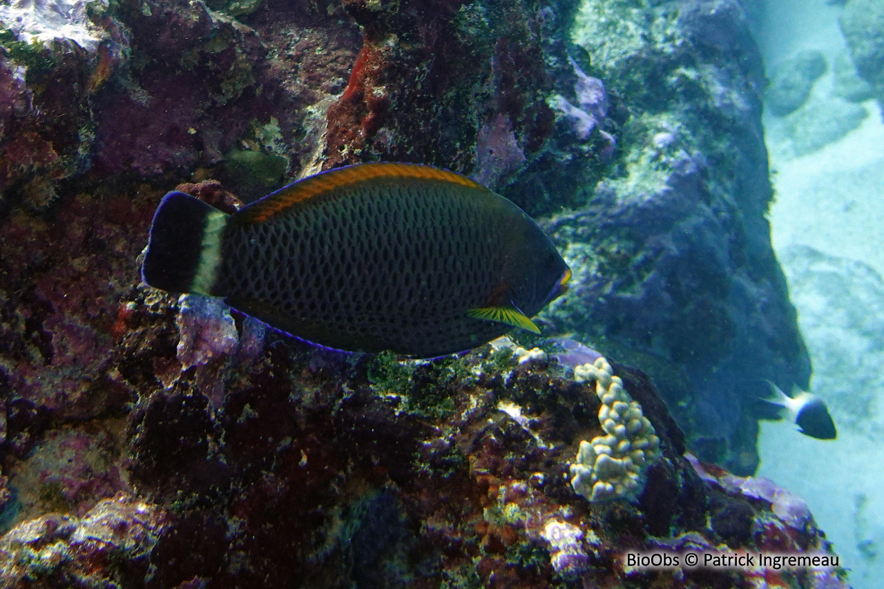 Vieille ciseaux - Pseudodax moluccanus - Patrick Ingremeau - BioObs