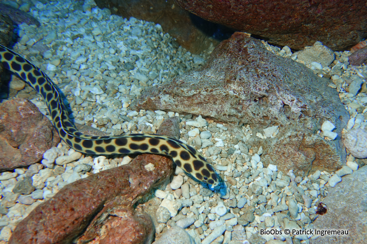 Anguille-serpent maculée - Myrichthys maculosus - Patrick Ingremeau - BioObs