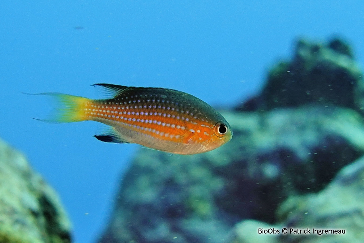 Chromis à queue noire - Pycnochromis nigrurus - Patrick Ingremeau - BioObs