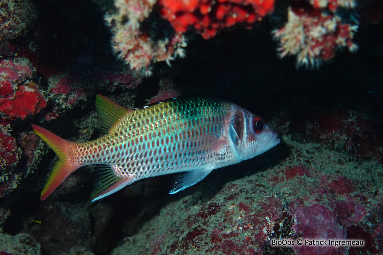 Poisson-écureuil argenté à bandes - Neoniphon opercularis - Patrick Ingremeau - BioObs