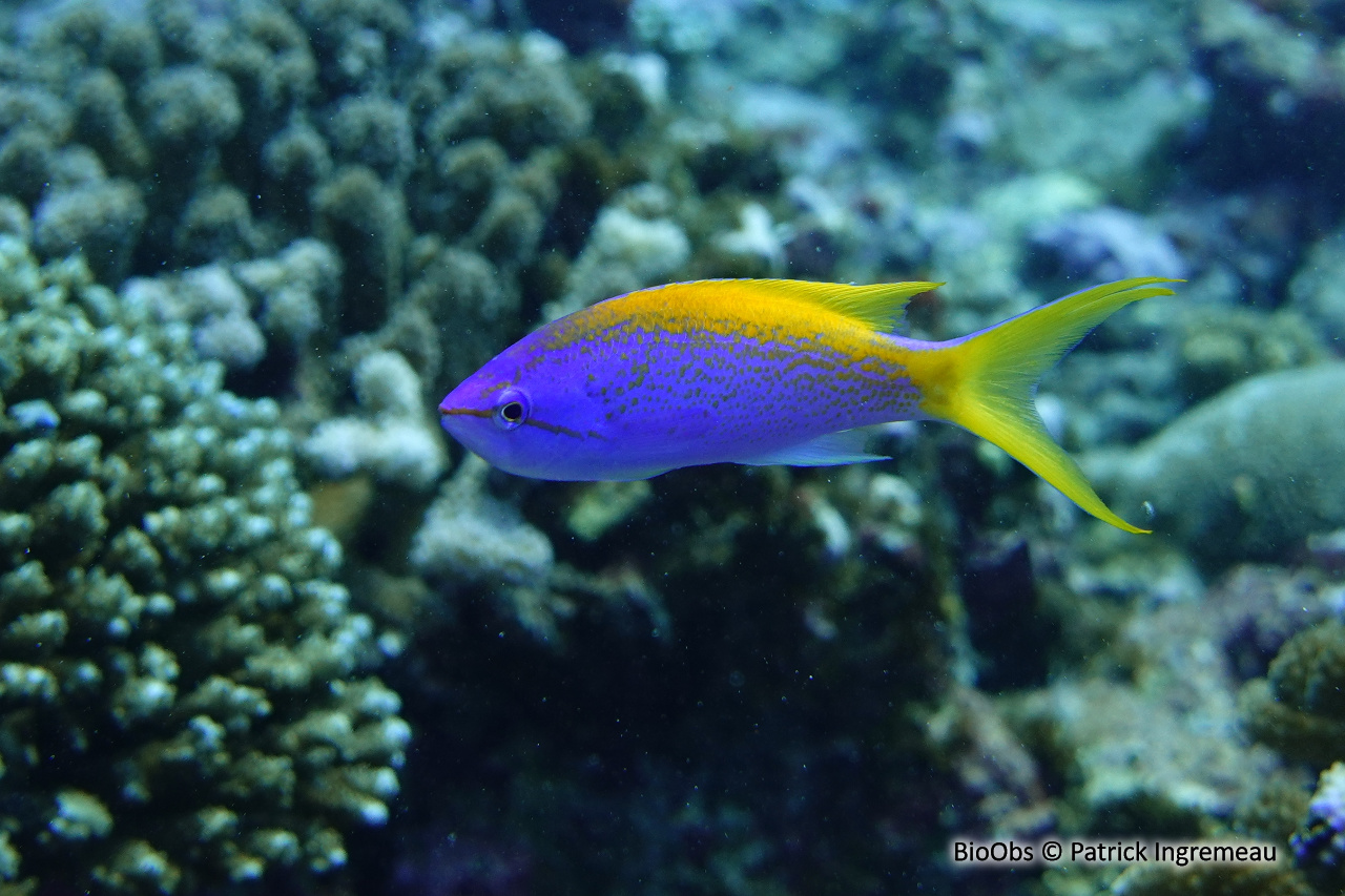 Barbier à queue jaune - Pseudanthias evansi - Patrick Ingremeau - BioObs