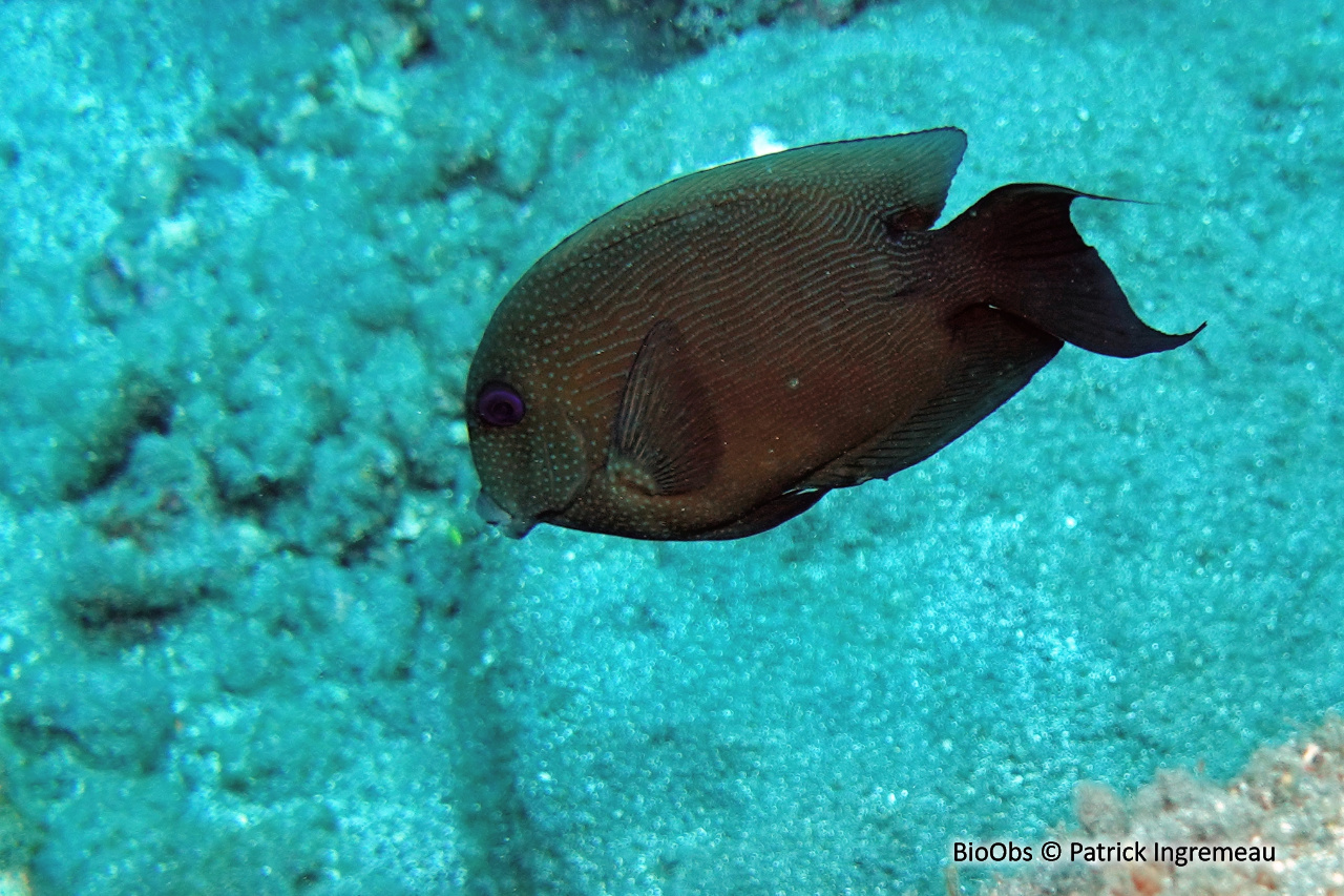 Poisson chirurgien à deux taches - Ctenochaetus binotatus - Patrick Ingremeau - BioObs