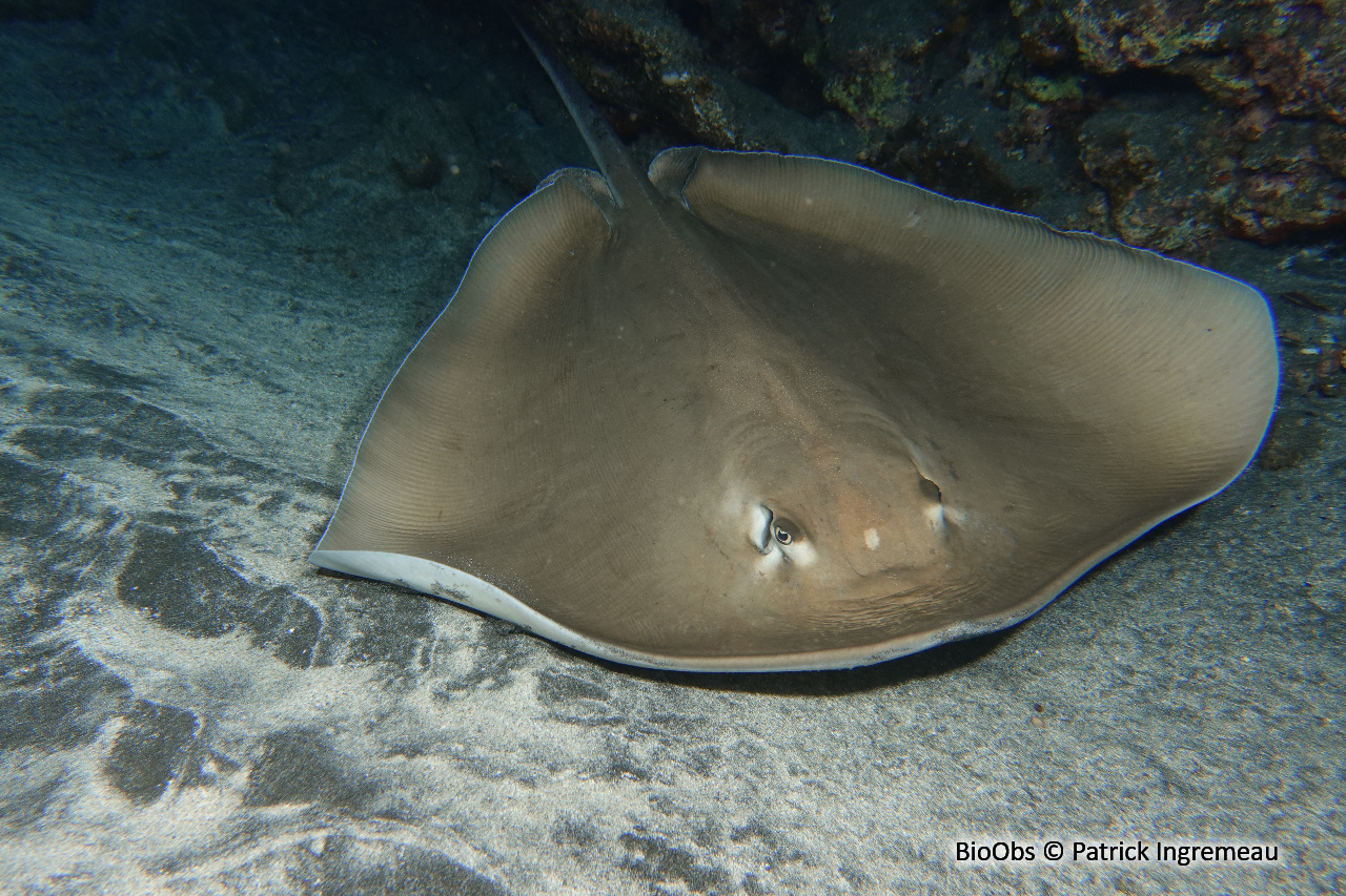 Raie rose - Pateobatis fai - Patrick Ingremeau - BioObs