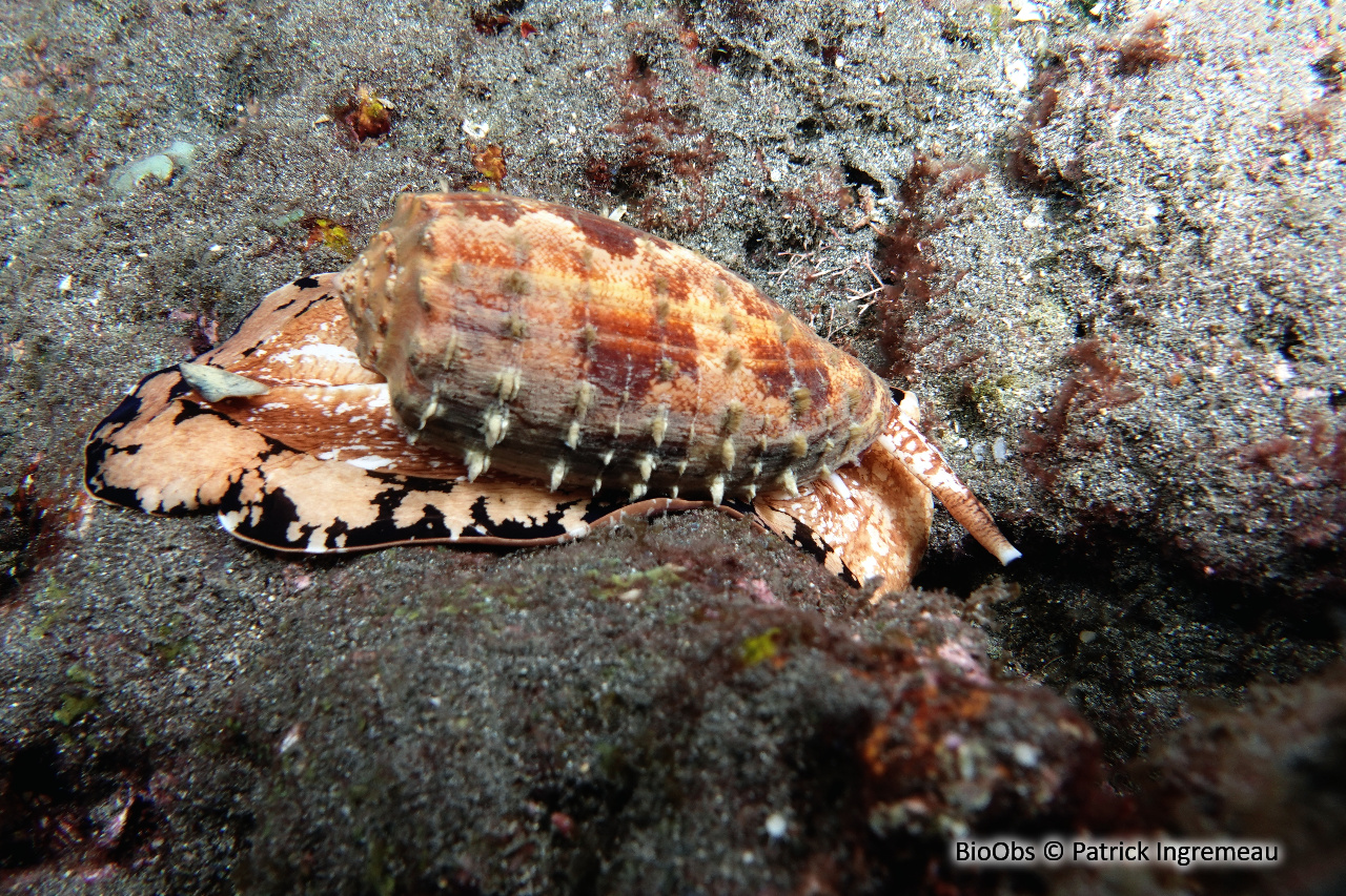 Cône géographique - Conus geographus - Patrick Ingremeau - BioObs