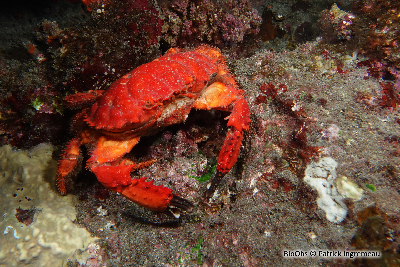 Crabe splendide - Etisus splendidus - Patrick Ingremeau - BioObs