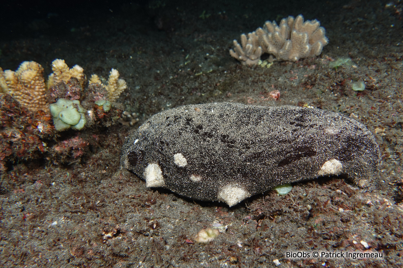 Holothurie noire à mamelles - Holothuria (Microthele) nobilis - Patrick Ingremeau - BioObs